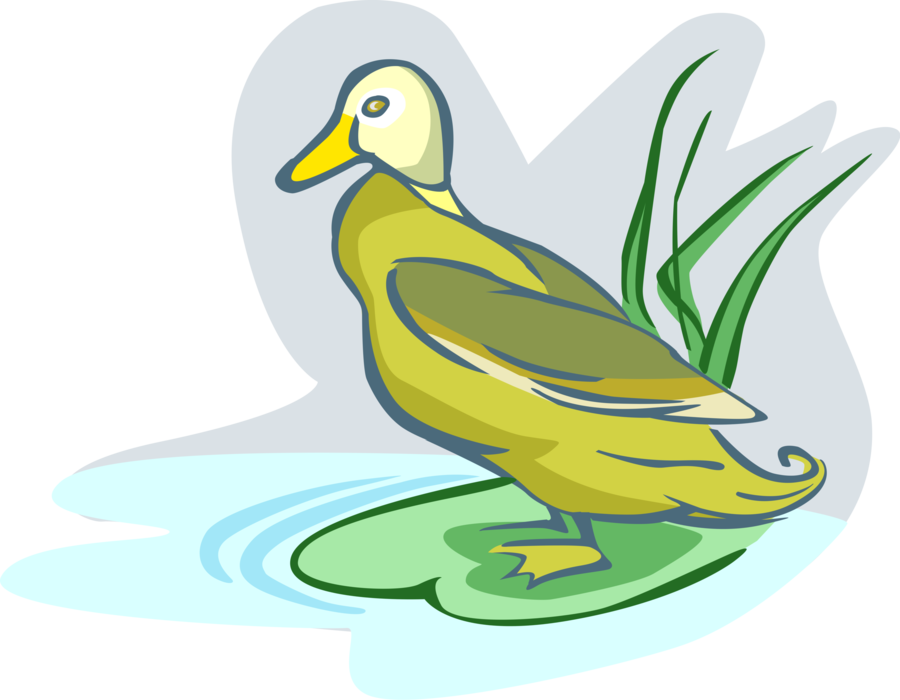 Vector Illustration of Waterfowl Duck Stands on Shoreline