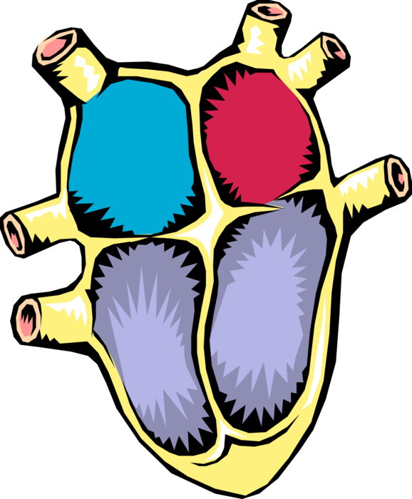 Vector Illustration of Human Heart with Left and Right Ventricles and Atriums