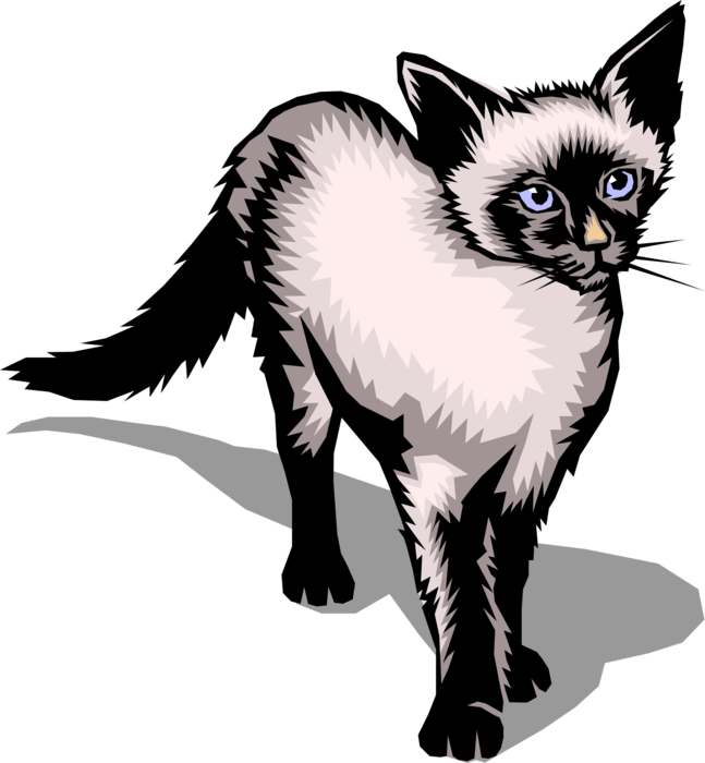 Vector Illustration of Family Pet Small Domesticated Carnivore Siamese Cat