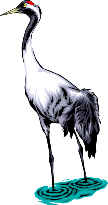 Vector Illustration of Black-Necked Asian Crane Bird Stands in Water