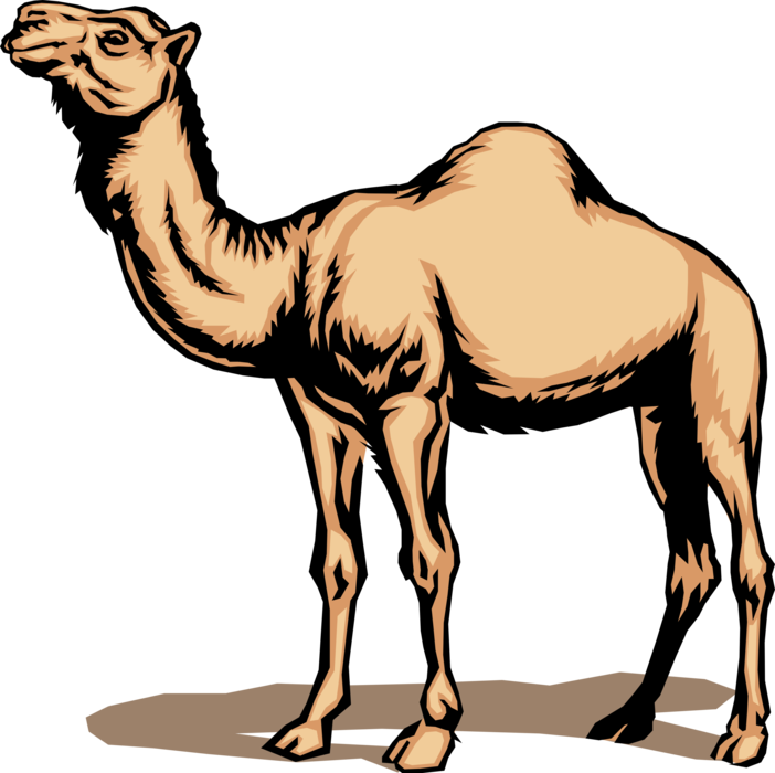Vector Illustration of Single-Humped Dromedary Beast of Burden Camel