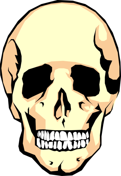 Vector Illustration of Human Skull with Teeth