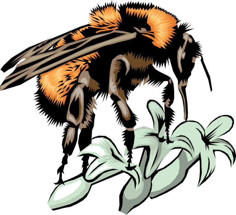 Vector Illustration of Honeybee Bumblebee Honey Bee Bumble Bee Gathers Nectar