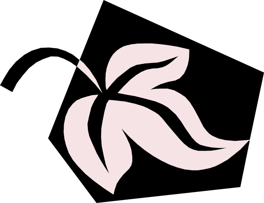 Vector Illustration of Single Leaf Venation