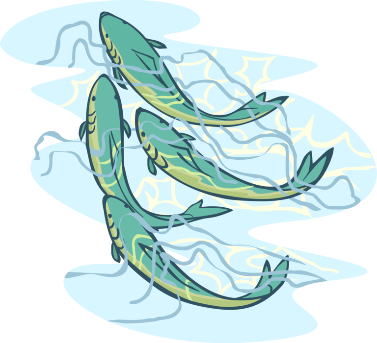 Vector Illustration of Aquatic Carp Fish Swimming Together
