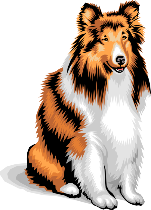 Vector Illustration of Scottish Collie Dog Sits 