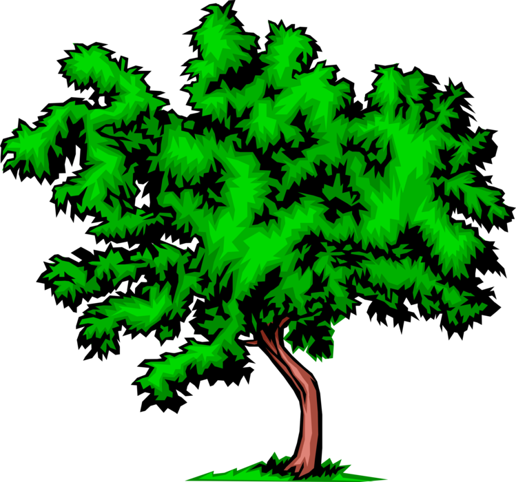 Vector Illustration of Bushy Deciduous Tree