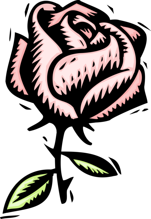 Vector Illustration of Rose Flower Blossom in Bloom