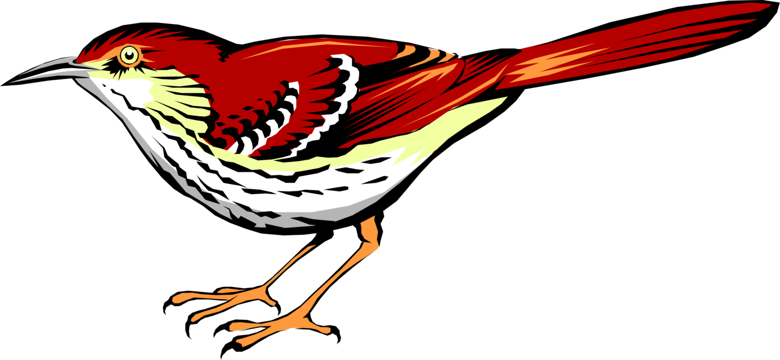 Vector Illustration of Bright Reddish-Brown Thrasher Bird