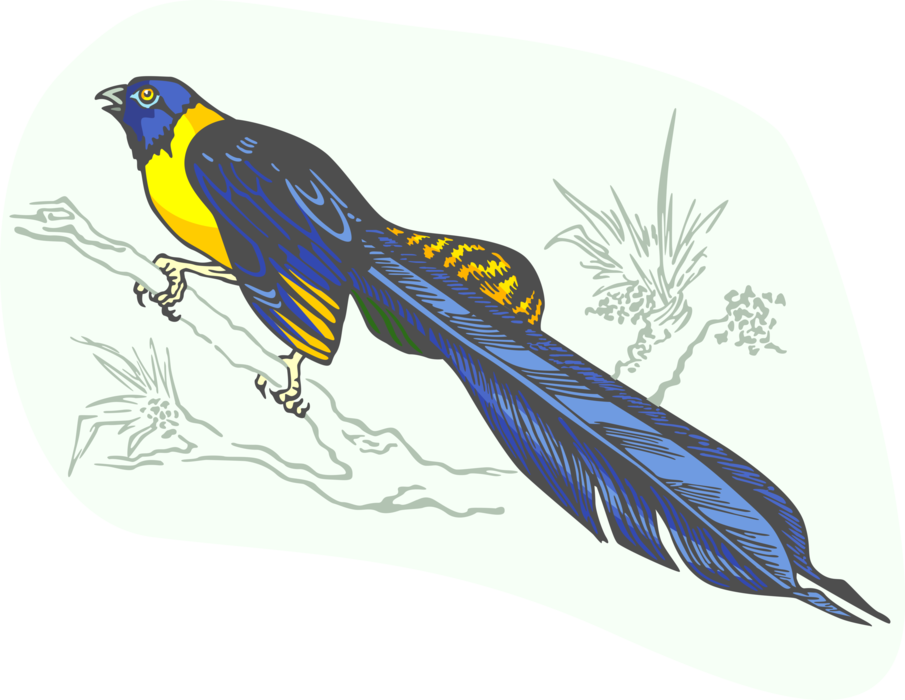 Vector Illustration of Feathered Bird with Long Feathery Tail