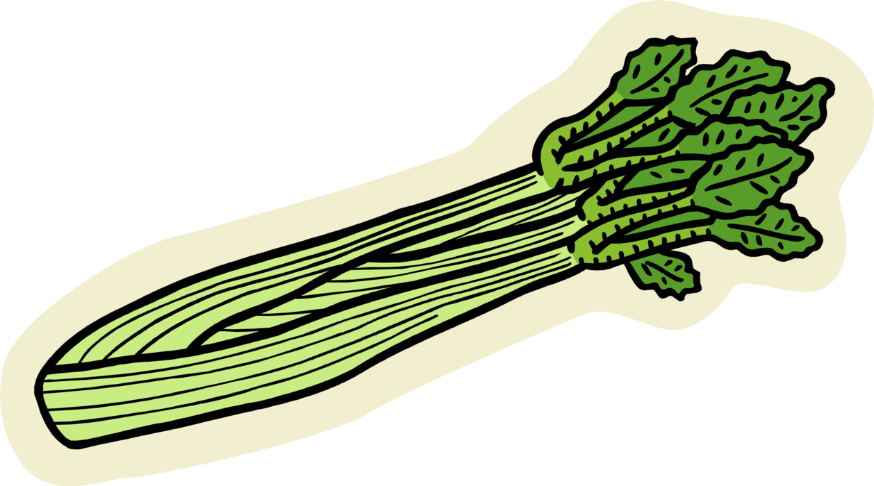 Vector Illustration of Edible Vegetable Celery Stalk