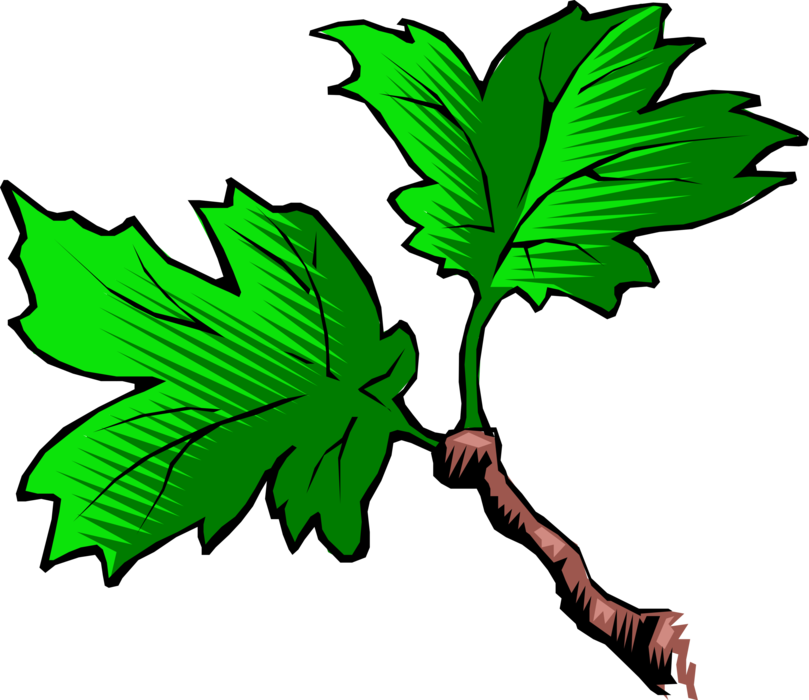 Vector Illustration of Maple Leaves in Full Bloom on Deciduous Tree