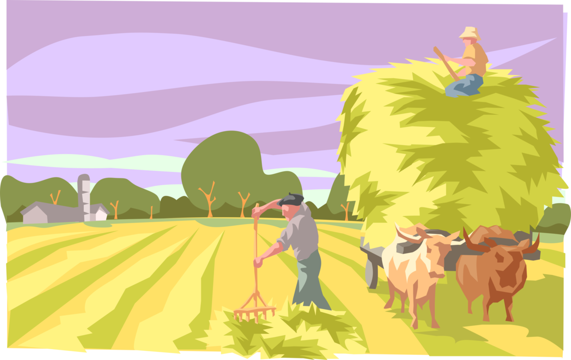 Vector Illustration of Farmer Harvesting Alfalfa Hay Crop by Hand with Pitchfork and Ox Cart