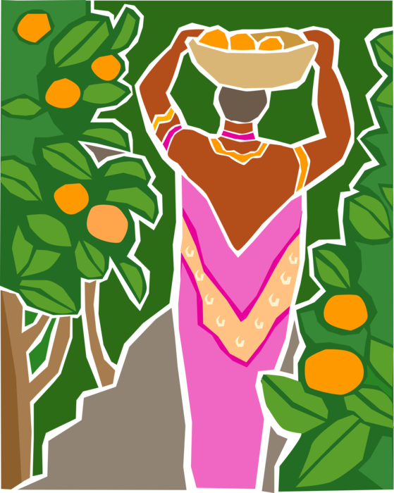 Vector Illustration of Woman Harvesting Citrus Orange Fruit from an Orchard