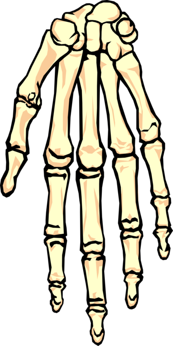 Vector Illustration of Human Hand Skeletal Bones