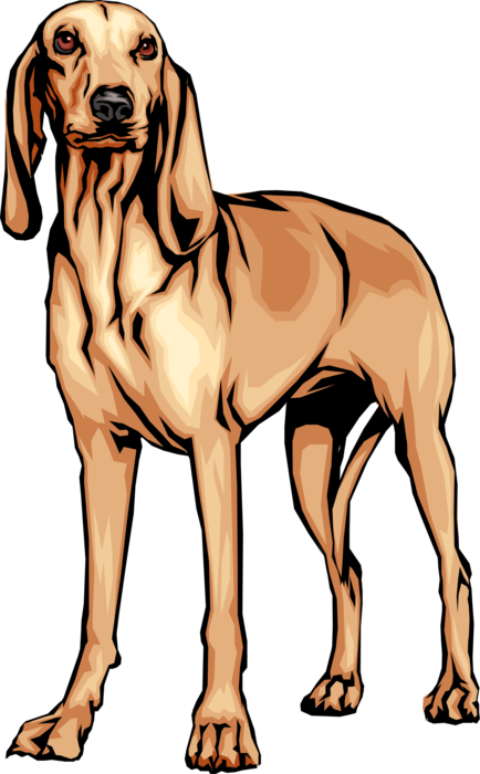 Vector Illustration of Segugio Hound Dog Also Known As an Italian Hound