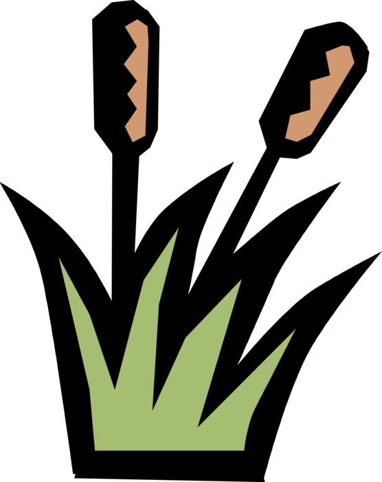 Vector Illustration of Marshland Cattails in Wetland Habitat