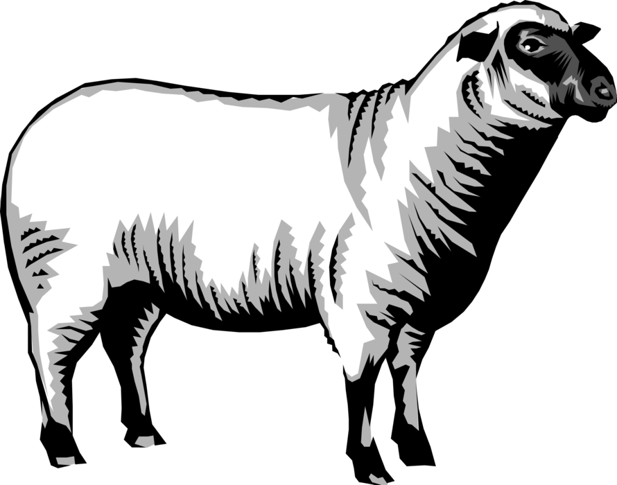 Vector Illustration of Farm Agriculture Livestock Ruminant Mammal Sheep