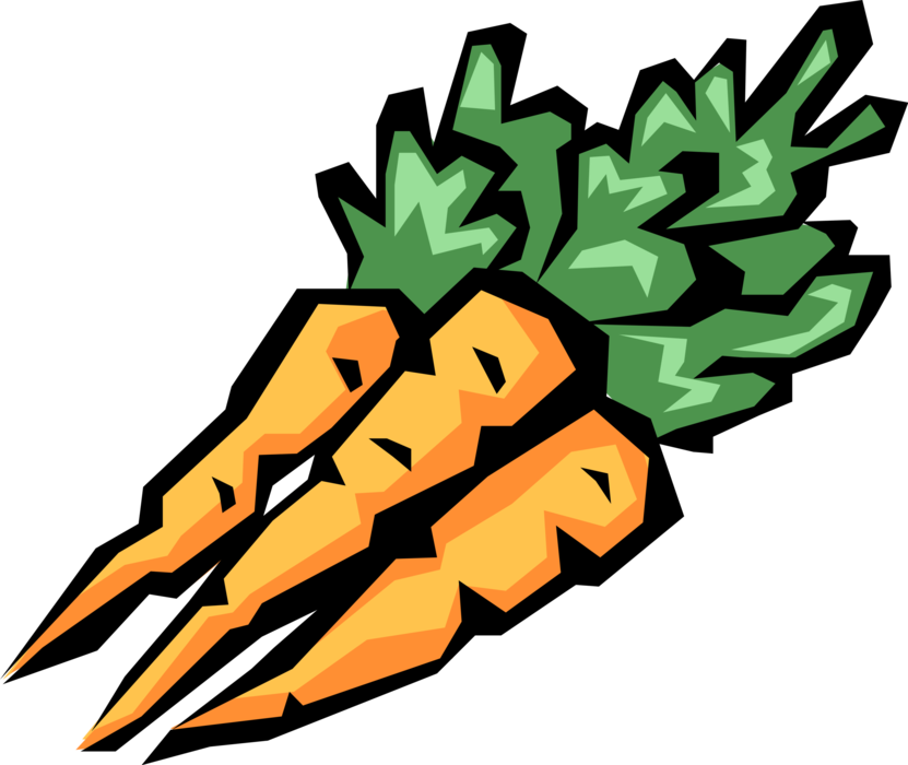 Vector Illustration of Garden Root Vegetable Carrot Contains Carotenoids for Vision and Eye Health