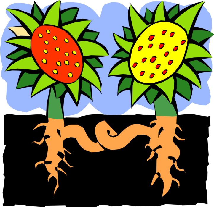 Vector Illustration of Sunflower Plant and Roots in Soil