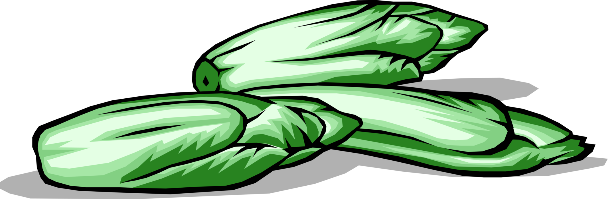 Vector Illustration of Edible Leaf Vegetable Endive