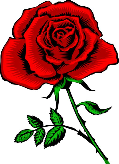 Vector Illustration of Red Rose Garden Flower