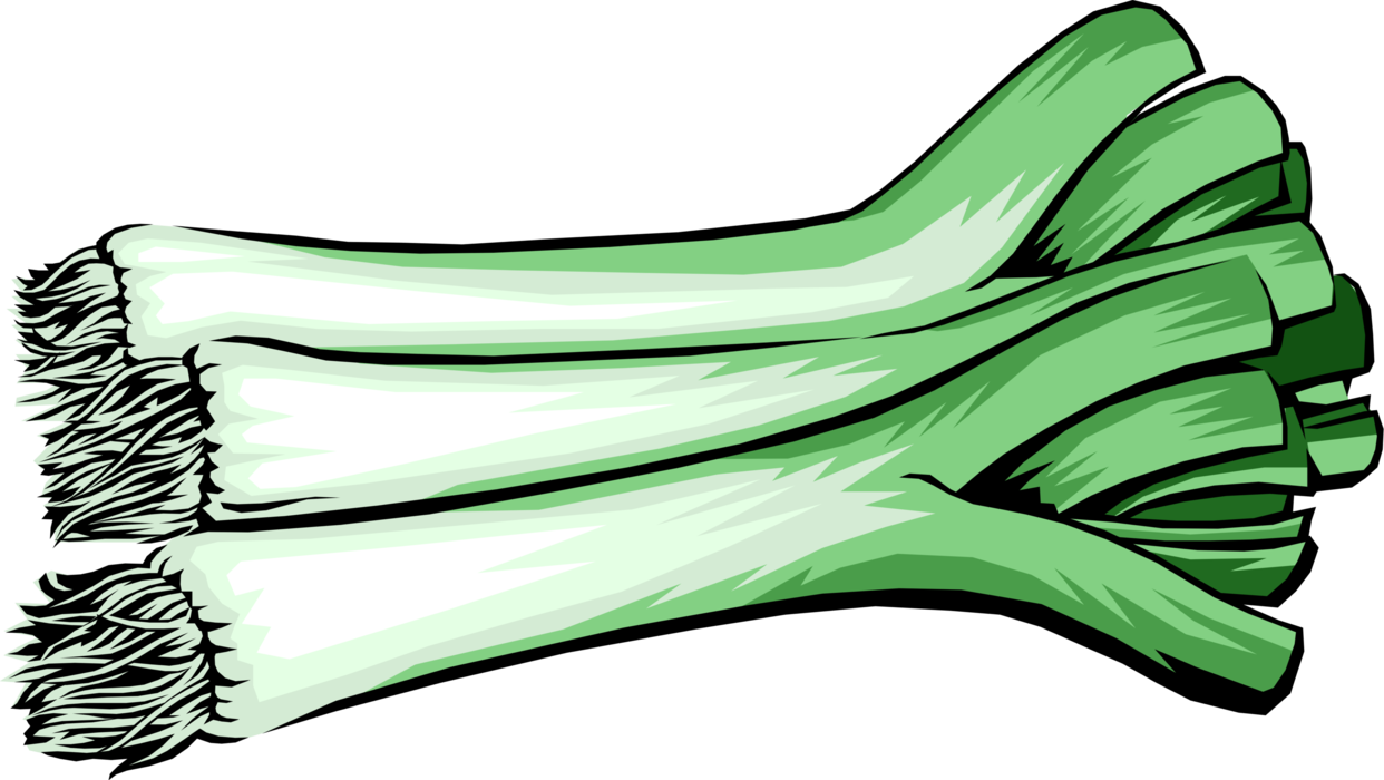 Vector Illustration of Bundled Sheath Edible Vegetable Leeks