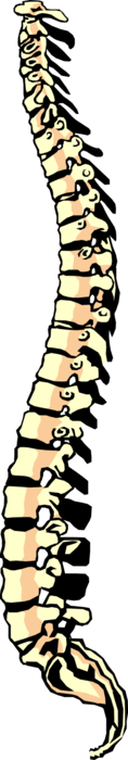 Vector Illustration of Human Spinal Column