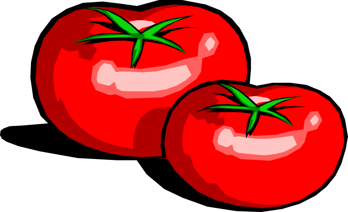 Vector Illustration of Tomato Edible Culinary Vegetable