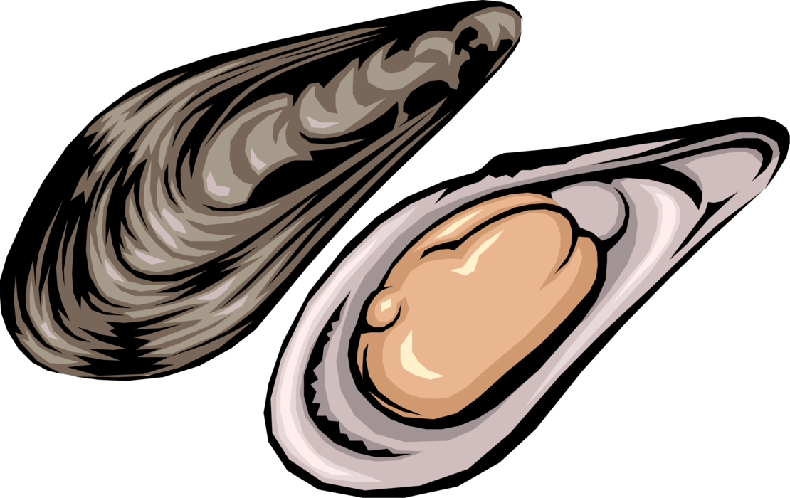 Vector Illustration of Edible Mollusk Mussel in Shell