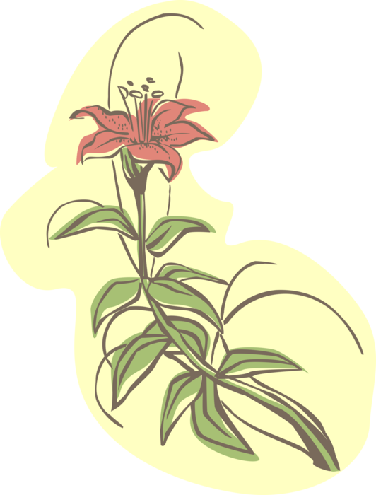 Vector Illustration of Garden Lily Flower in Bloom