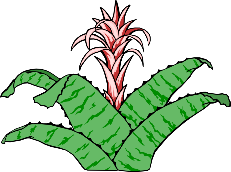 Vector Illustration of Desert Flowering Agave Plant