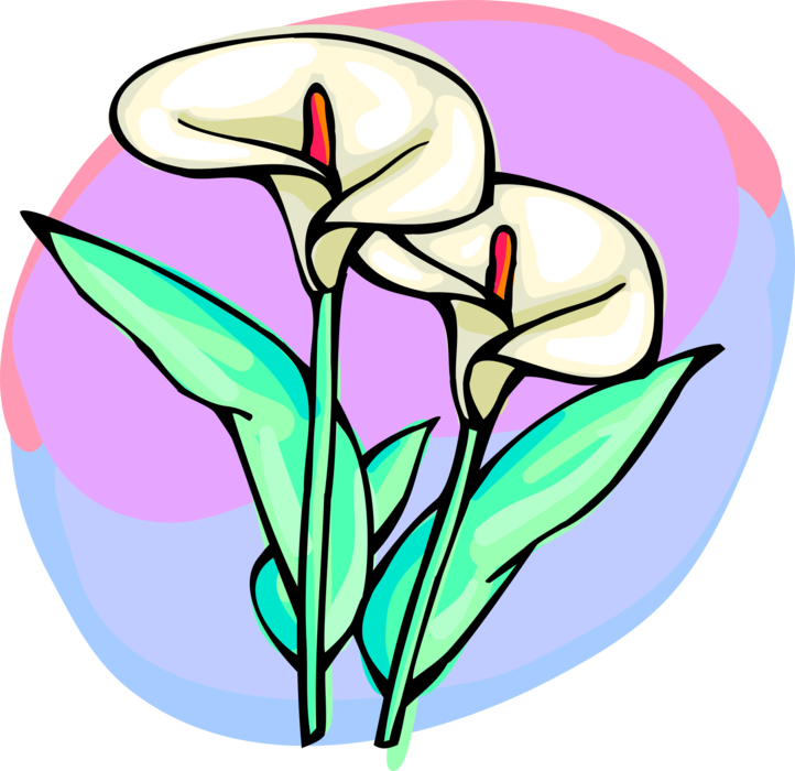 Vector Illustration of Aroid Araceae Flowers with Red Spadix in Bloom