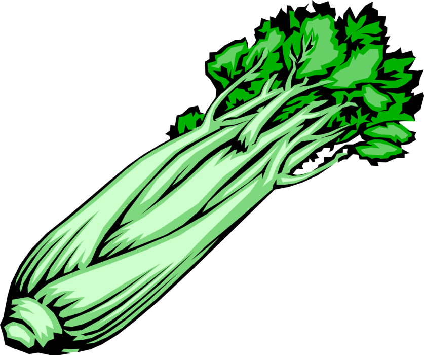 Vector Illustration of Edible Vegetable Celery Stalk