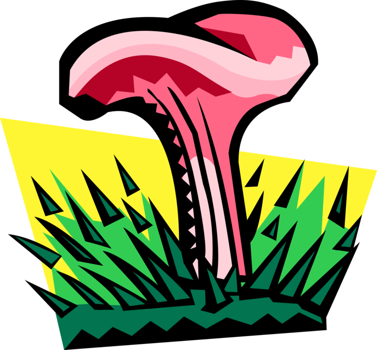 Vector Illustration of Edible Mushroom or Toadstool Fleshy Spore-Bearing Fungus Food Growing Outdoors