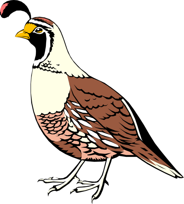 Vector Illustration of California Quail Ground-Dwelling Bird