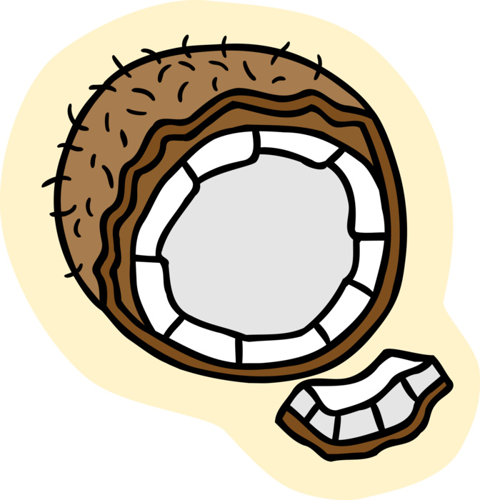 Vector Illustration of Coconut Hard-Shelled Edible Seed Fruit of Coconut Palm