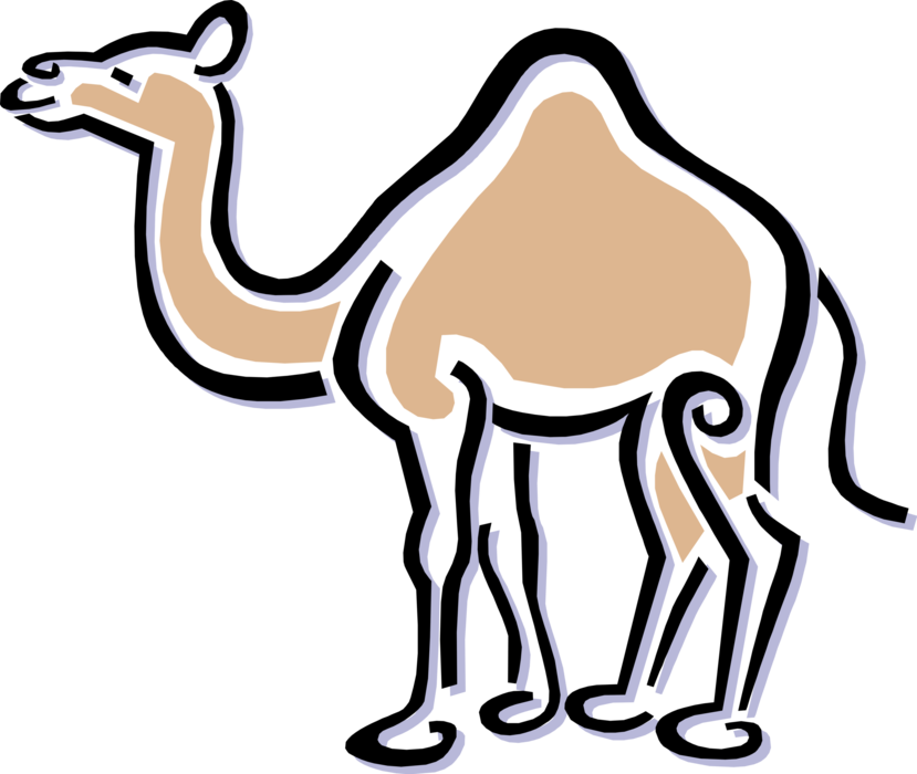 Vector Illustration of African Dromedary Beast of Burden Camel