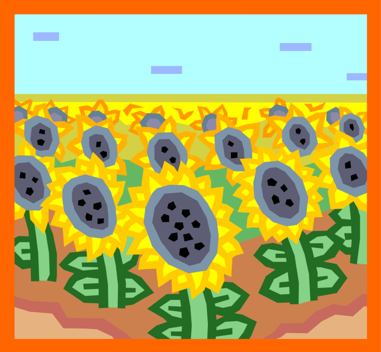 Vector Illustration of Field of Sunflowers in Summer