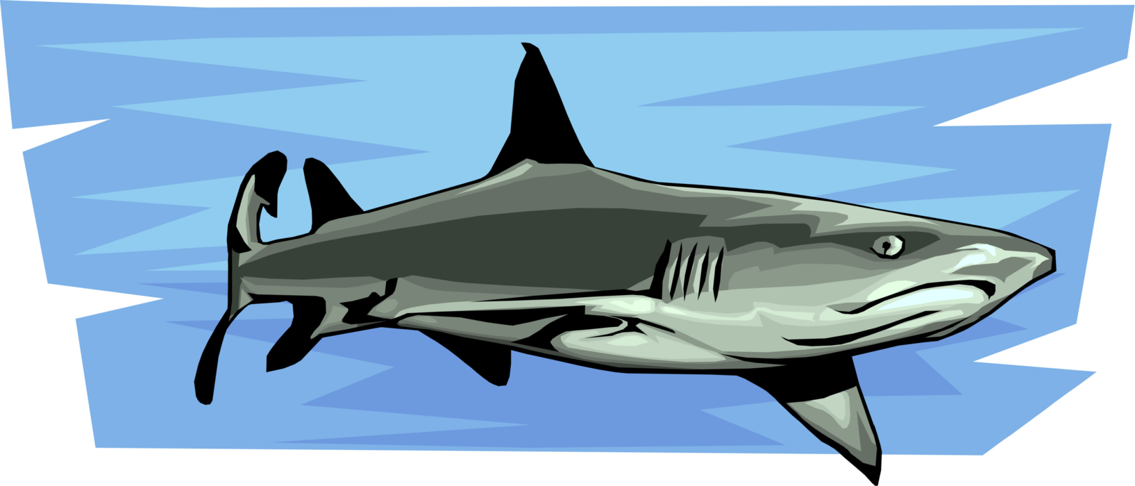 Vector Illustration of Marine Predator Shark