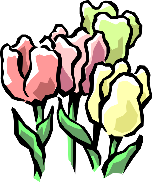 Vector Illustration of Colorful Tulip Bulbous Plants in Spring