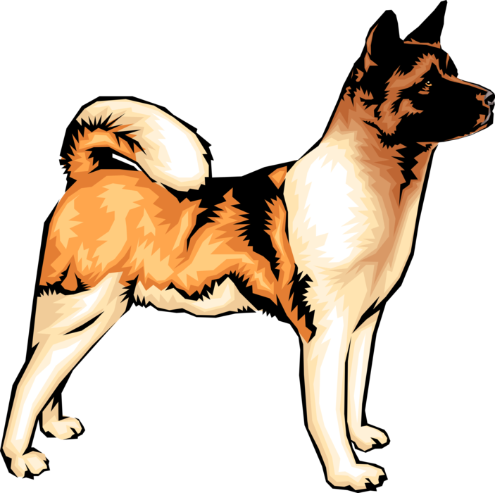 Vector Illustration of Akita Dog Stands Alert