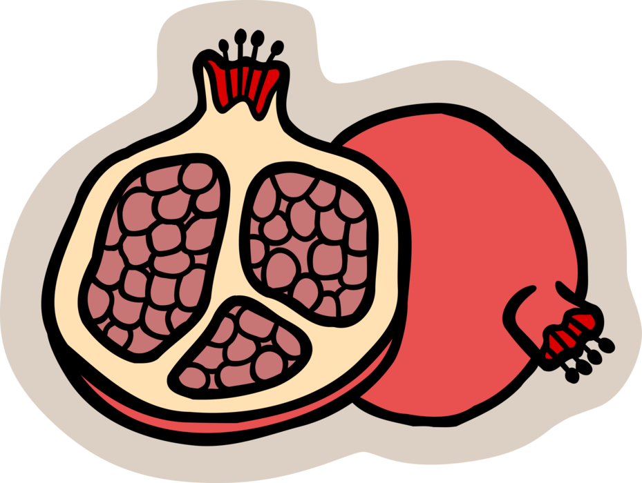 Vector Illustration of Pomegranate Edible Fruit Berry Filled with Seeds Great Source of Antioxidants