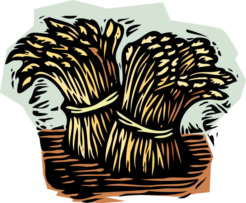 Vector Illustration of Wheat Sheaves Sheaf Bundles Bound After Harvest and Ready for Threshing the Grain