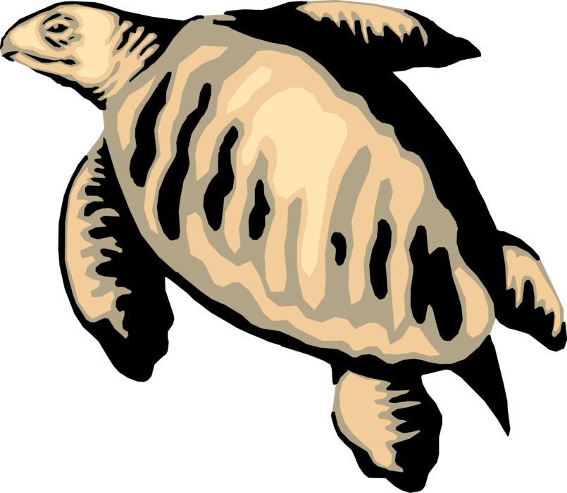 Vector Illustration of Olive Ridley Sea Turtle