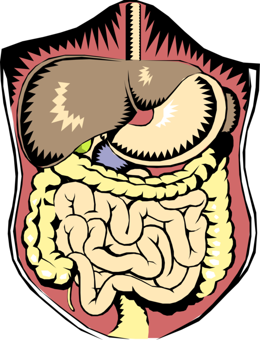 Vector Illustration of Human Abdominal Digestive Organs