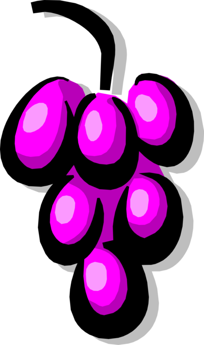 Vector Illustration of Edible Grapevine Fruit Grapes