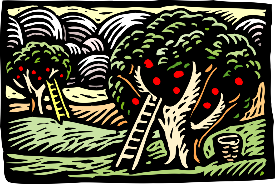 Vector Illustration of Fruit Orchard Apple Harvest with Trees and Ladders