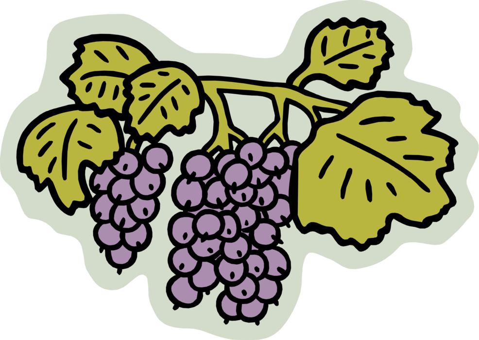 Vector Illustration of Edible Grapevine Fruit Grapes on Vineyard Grapevine
