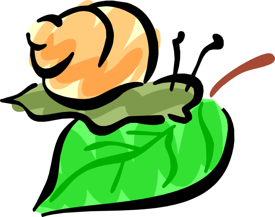 Vector Illustration of Snail or Terrestrial Gastropod Mollusk